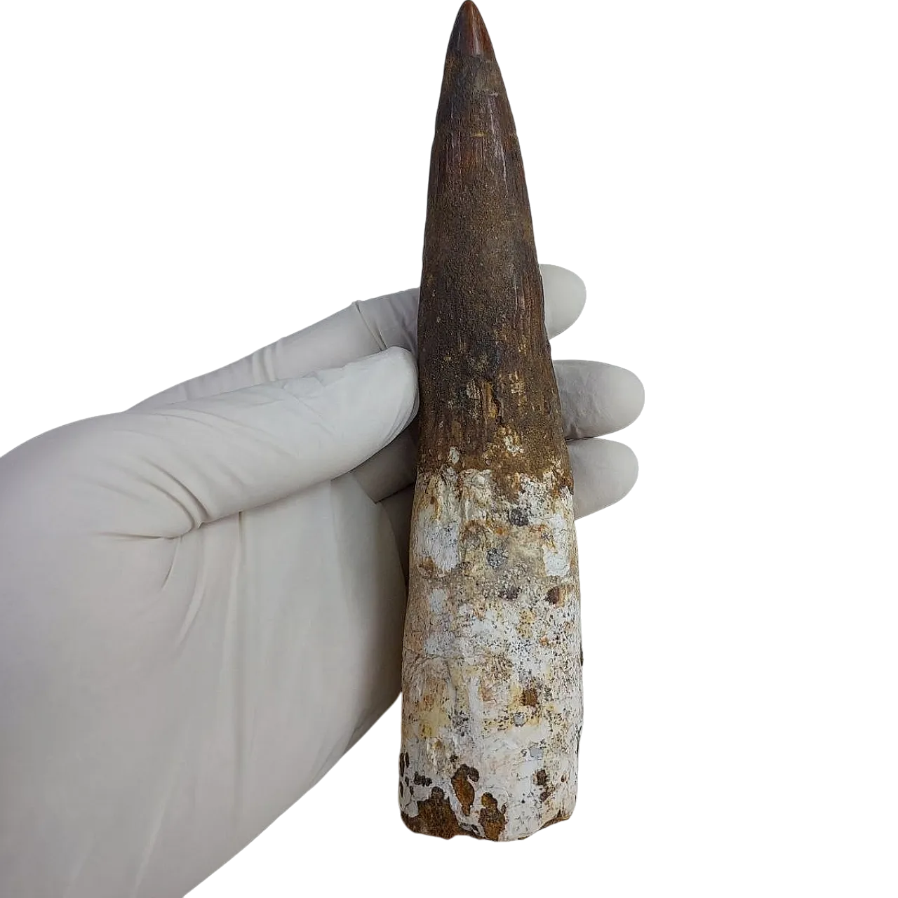 Rooted 5,9 inch spinosaurus tooth dinosaur fossil 8