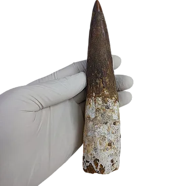 Rooted 5,9 inch spinosaurus tooth dinosaur fossil