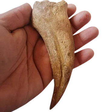 Spinosaurus claw dinosaur 97.4 million years old