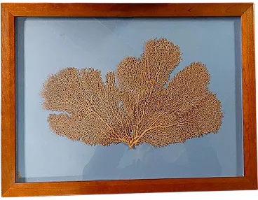 Gorgonian fan in a Mediterranean coral frame, 20th century