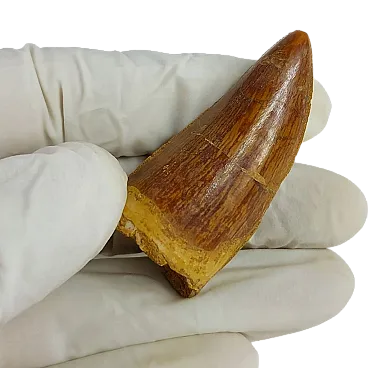 Carcharodontosaurus tooth fossil dinosaur