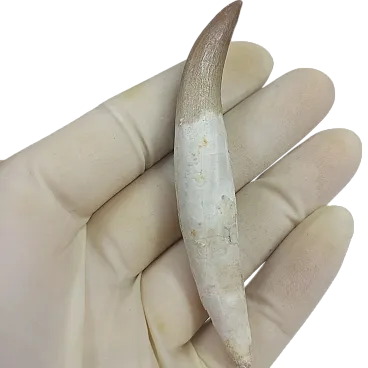 Rooted Fossil Plesiosaur (Zarafasaura) Tooth - Morocco