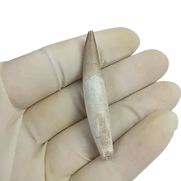 Full Rooted Fossil Plesiosaur (Zarafasaura) Tooth - Morocco