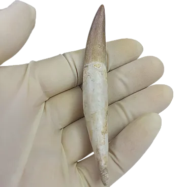 Rooted Fossil Plesiosaur (Zarafasaura) Tooth - Morocco